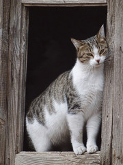 cat on a window