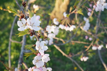 Cherry Blossoms