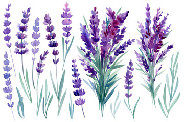 set of purple  flowers, Bouquet lavender on a white background, watercolor hand drawing, botanical painting. © Hanna