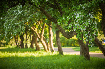 Beauty fresh blooming of decorative white apple, fruit young peach trees over bright blue sky in color vivid spring park full of leaf, pink flowers, green grass in dawn early light with first sun