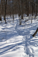 Heavily used deer trail in the snow
