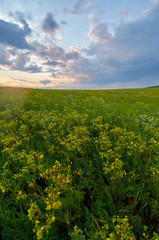 Fields of flowering grass under the evening sky. Zabaykalsky Krai. Russia.