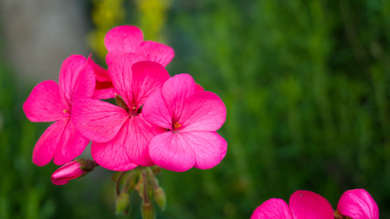 Pink geraniums blooming in garden at warm sunny summer day with green trees and greenery forest landscape. Amazing view of bright vibrant beautiful flower leaf wallpaper concept, colorful background.