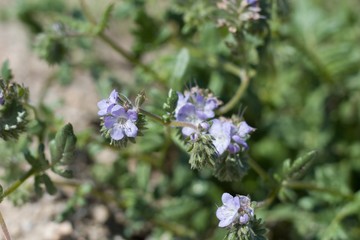 Blossoms in light blue shades top Distant Scorpionweed, Phacelia Distans, Boraginaceae, native annual on the edges of Twentynine Palms, Southern Mojave Desert, Springtime.