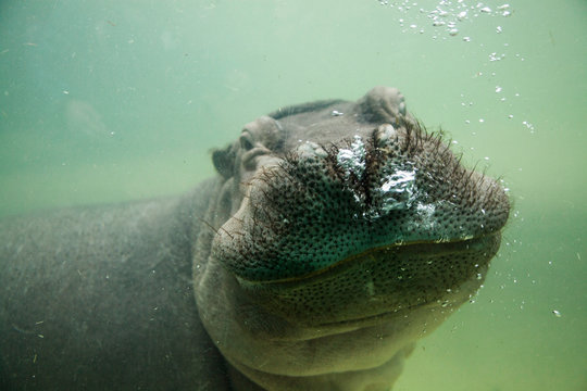 Ippopotamo