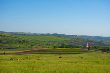 Fototapeta na wymiar Landscape with agricultural fields, little charming church and cows grazing in Transylvania, Romania.