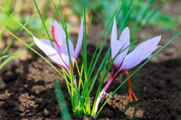 Saffron flowers on a saffron field during flowering.
