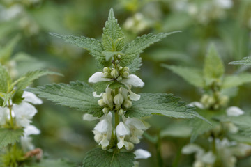 White dead nettle, Lamium album.