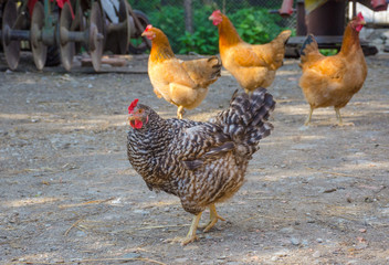 Chickens and roosters in the countryside