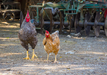 Chickens and roosters in the countryside