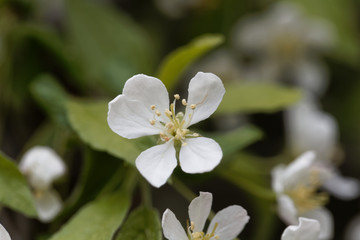 Flowers of a Toringo crabapple, Malus sieboldii.