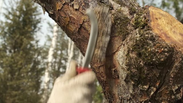 Slow motion close-up gardener hand with brush peels dead bark and moss from an old apple tree in orchard before painting it. Seasonal spring or autumn work in fruit garden.