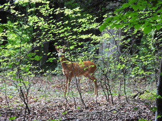 Roe deer in the forest covered with branches
