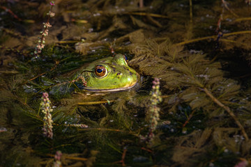 A bullfrog sitting in a plant-filled Pennsylvania pond