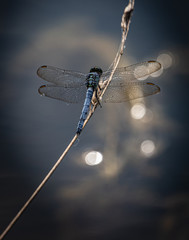 A blue dasher dragonfly at rest on a plant near a lake in eastern Pennsylvania