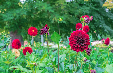 Red dahlias Arabian night in a summer garden.