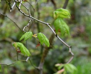 green leaves on a branch