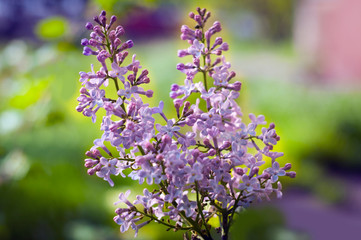 purple lilac flowers