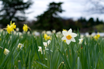 Tulips on a spring day