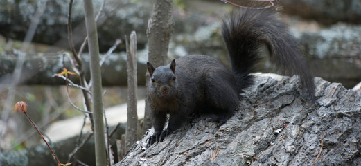 Black squirrel