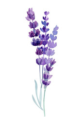 Fototapeta premium lavender on a white background, watercolor hand drawing, botanical painting, purple flowers