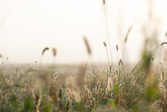 Fluffy bushes Timothy grass in the early spring morning under the bright and gentle sunrays. Selective focus macro shot with shallow DOF