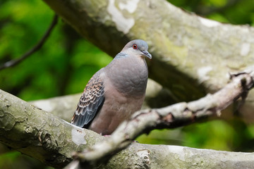 turtle dove on branch