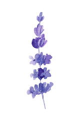 Fototapeta na wymiar lavender on a white background, watercolor hand drawing, botanical painting, purple flowers
