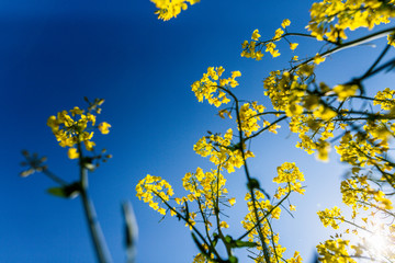 Obraz premium Rapsfelder im Sommer