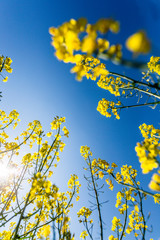 Rapsfelder im Sommer