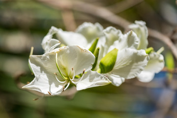 Close up of a beautiful white flower.