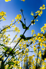 Rapsfelder im Sommer