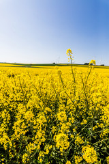 Rapsfelder im Sommer