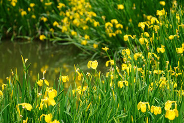 yellow iris flower garden