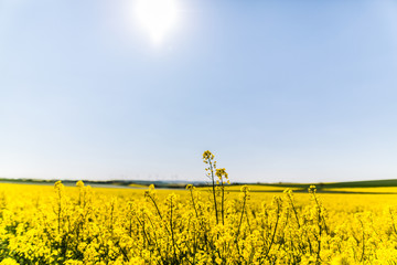 Rapsfelder im Sommer