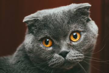 Scottish fold gray cat with orange eyes, closeup portrait