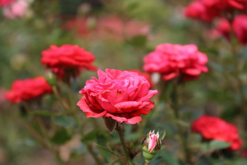 Field of little pink roses