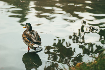 a lone wild duck stands in shallow water on a pond