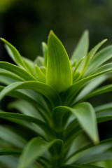a lush green plant with light shining through the leaves