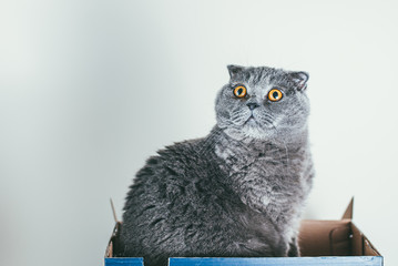 Grey Scottish fold cat sitting in blue shoe box and looks up. Cats are usually very curious and climb into boxes