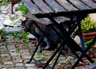 Cat crouching underneath wooden table