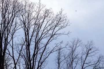 Trees without leaves against the sky