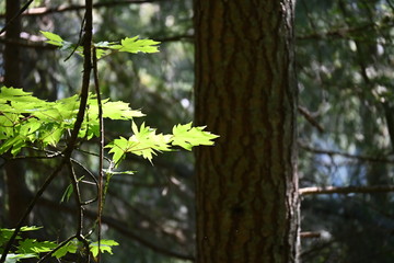 green leaves in the forest