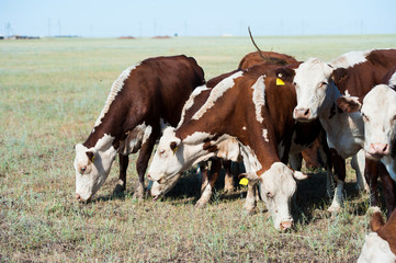 Cows grazing on pasture