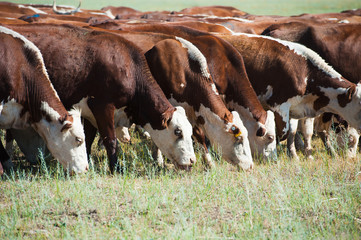 Cows grazing on pasture