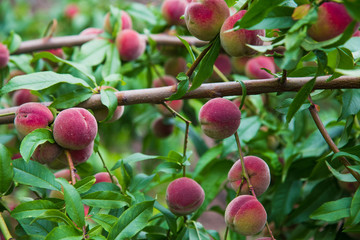 Peaches growing on a tree