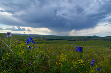 Rain clouds over the steppe covered with flowers and grass. Zabaykalsky Krai. Russia.