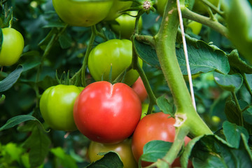 Tomato growing in greenhouse