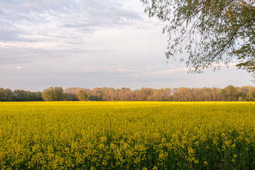 Obraz premium Field of yellow rape in Poland. Selective focus. 