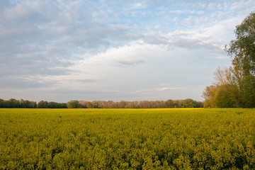 Field of yellow rape in Poland. Selective focus. 
